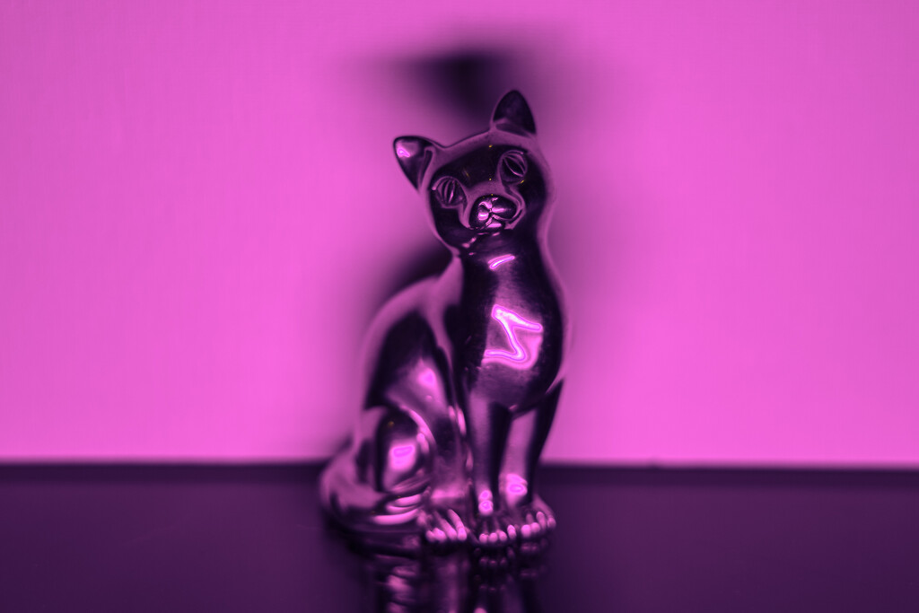 Pink Cat by swchappell