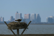 17th Mar 2024 - Atlantic City Osprey