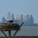 Atlantic City Osprey by swchappell