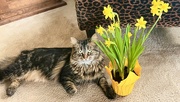 14th Mar 2024 - Felines and Flowers