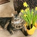 Felines and Flowers by whatcapturesmyeye