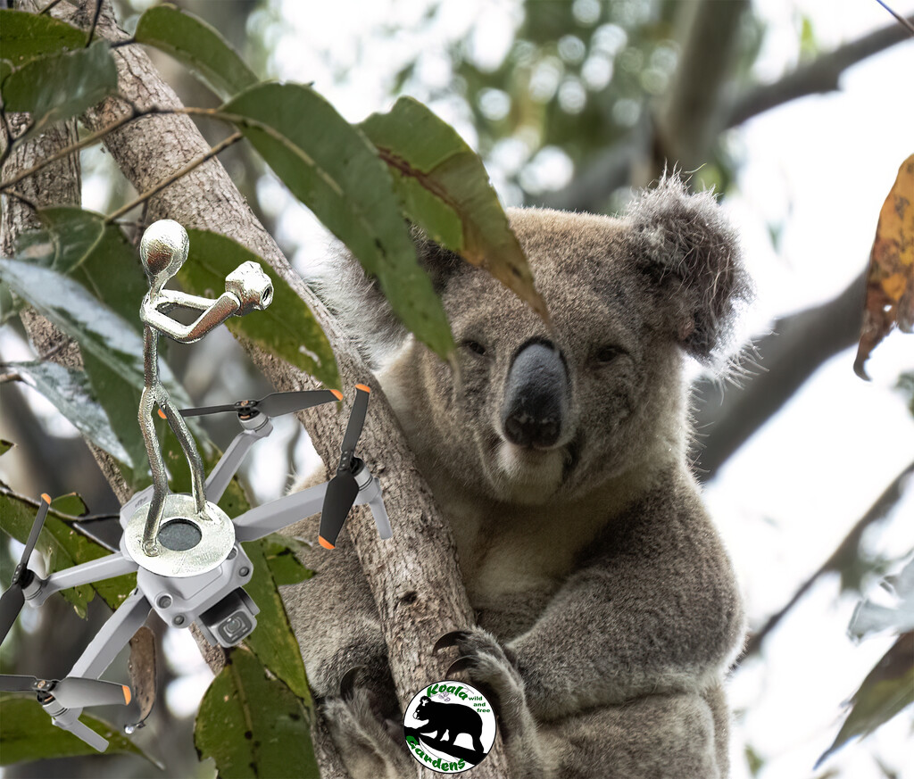 WWYD? by koalagardens