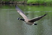 21st Mar 2024 - Goose flyby