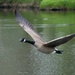 Goose flyby by slaabs