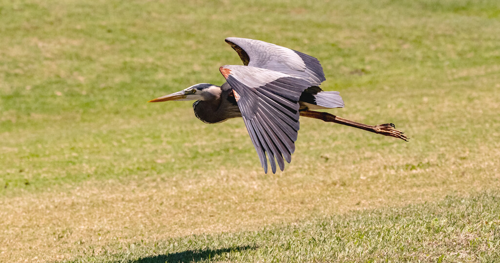 Blue Heron, Flying Away! by rickster549