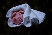 21st Mar 2024 - pig in a blanket