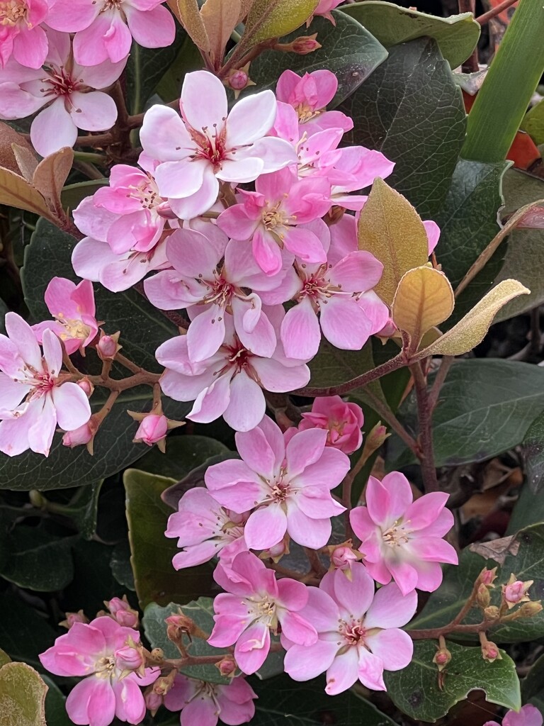 Pink Weigela Celebrating Spring by peekysweets