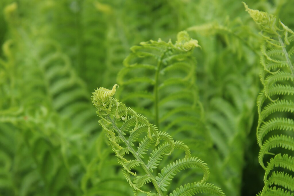 Green ferns by edorreandresen