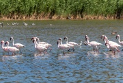 22nd Mar 2024 - Flamingo Friday