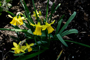 20th Mar 2024 - Narcissus in a sunbeam