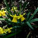 Narcissus in a sunbeam by cristinaledesma33