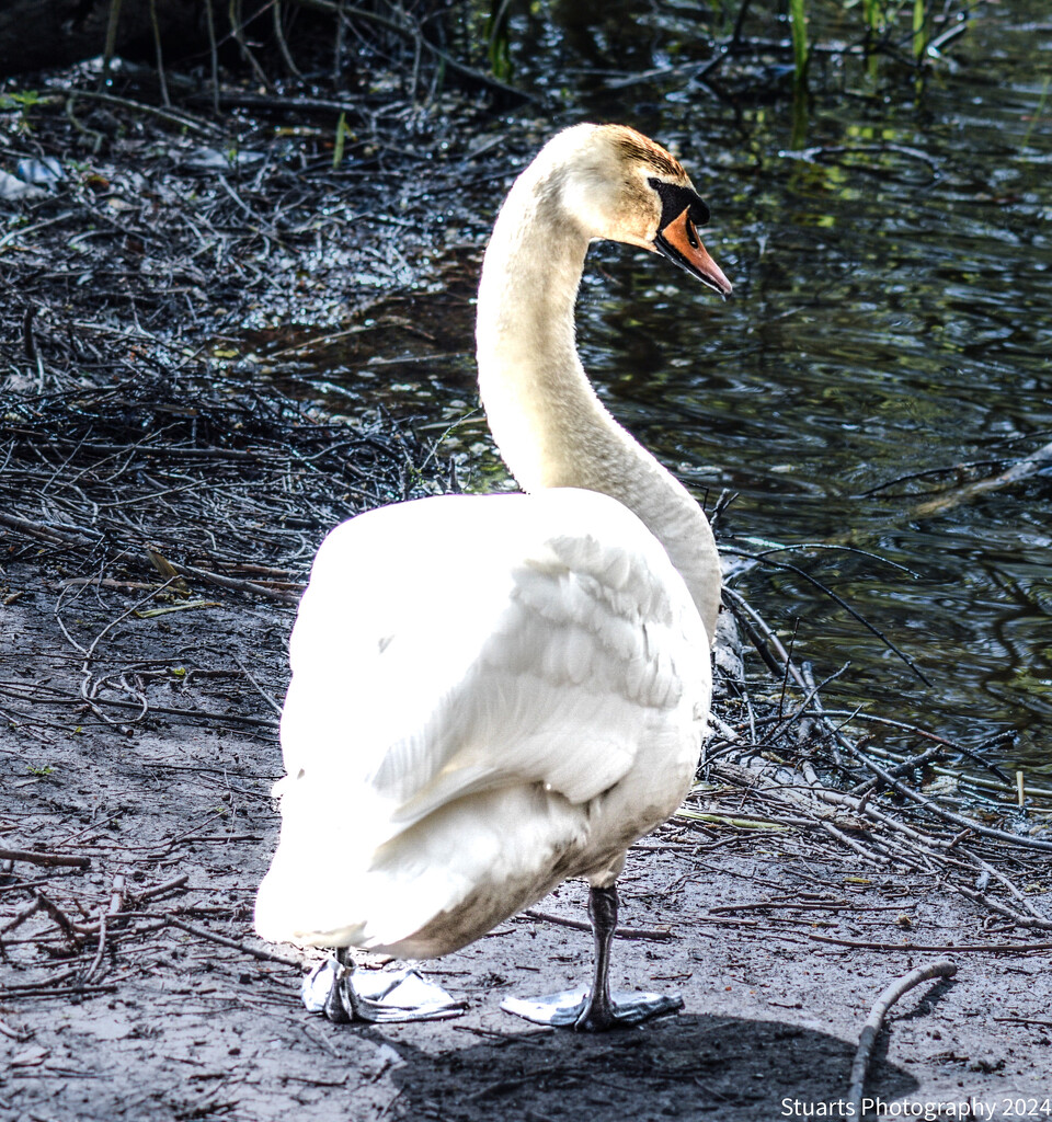 Mute swan by stuart46