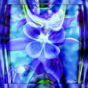 22nd Mar 2024 - Aquilegia - abstract