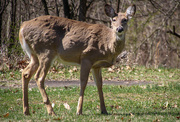 22nd Mar 2024 - A deer in the park