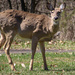 A deer in the park