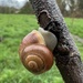 Snail by mattjcuk