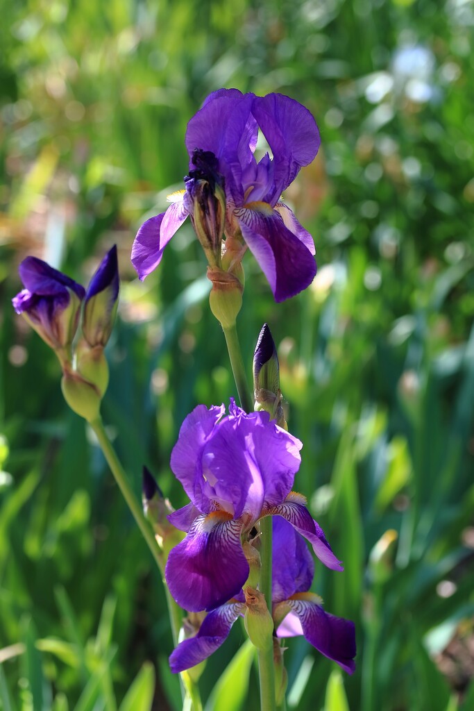 purple iris by blueberry1222