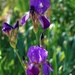 purple iris by blueberry1222