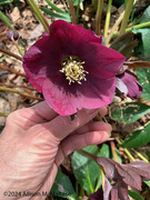 18th Mar 2024 - Hellebore in Blossom