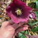 Hellebore in Blossom