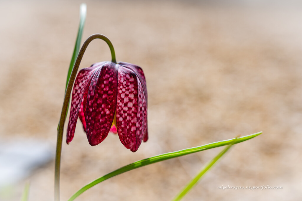 Snakes Head Fritillary by nigelrogers