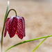 Snakes Head Fritillary by nigelrogers
