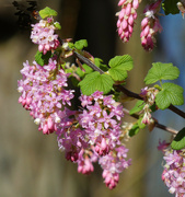 22nd Mar 2024 - Currant Flowers