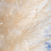 #212 - Pampas grass by chronic_disaster