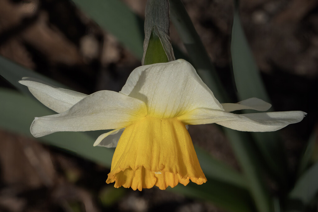 Daffodil 1 by k9photo