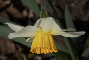 22nd Mar 2024 - Daffodil 1