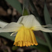 Daffodil 1 by k9photo