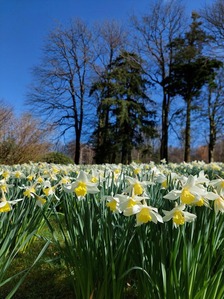 Threave daffodils  by samcat
