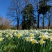 Threave daffodils  by samcat