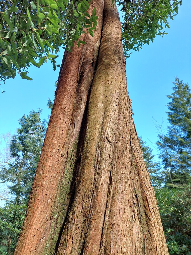 Redwood  by samcat