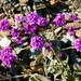 3 21 Magenta flowers by sandlily
