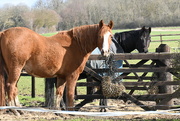 22nd Mar 2024 - Hill Farm horses