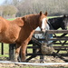 Hill Farm horses by rosiekind
