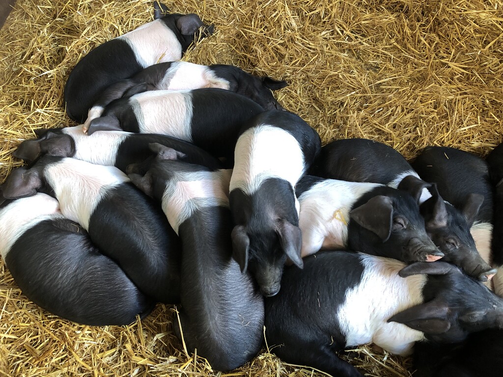 Little Piggies by susiemc