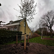 20th Mar 2024 - How big trees grow small