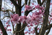 18th Mar 2024 - Magnolia........