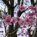 Magnolia........ by susiemc