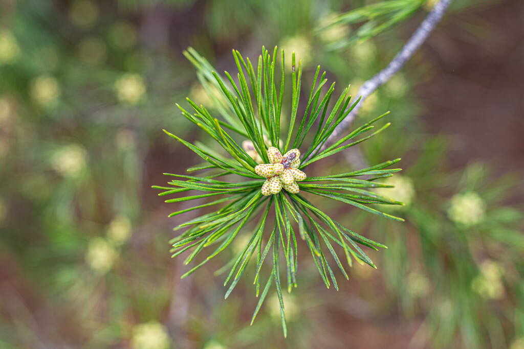 Emerging Pine pollen... by thewatersphotos