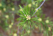 20th Mar 2024 - Emerging Pine pollen...
