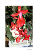 20th Mar 2024 - Red Cactus Blooms
