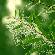 21st Mar 2024 - a web in the green