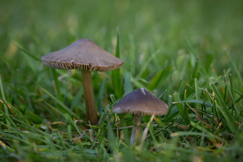 Mushrooms by feedesforges