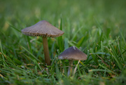 2nd Mar 2024 - Mushrooms