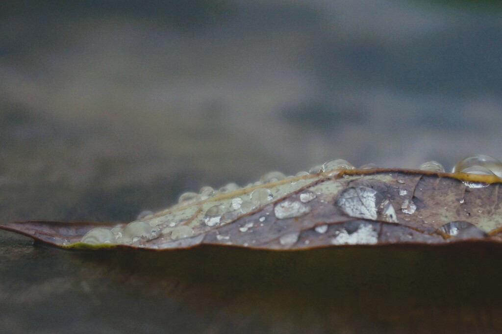 Final Portrait of an Avocado Leaf by photohoot