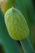 10th Mar 2024 - Onion Bloom Coming Soon