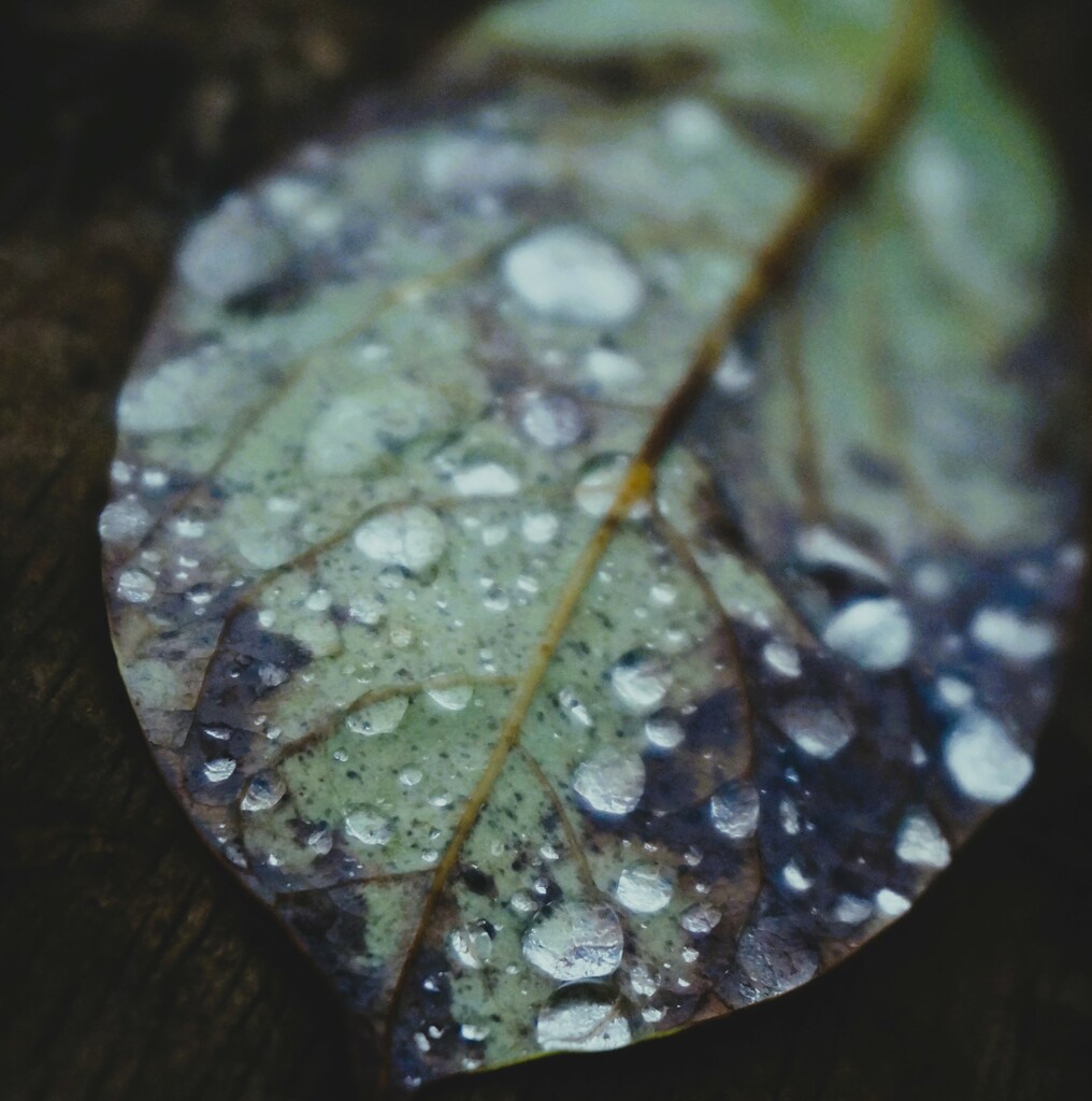 Wet Avocado Leaf  by photohoot
